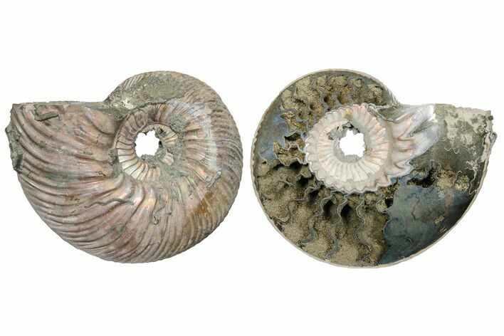 One Side Polished, Pyritized Fossil, Ammonite - Russia #174978